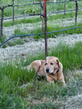 Cowboy in the pruned vineyard