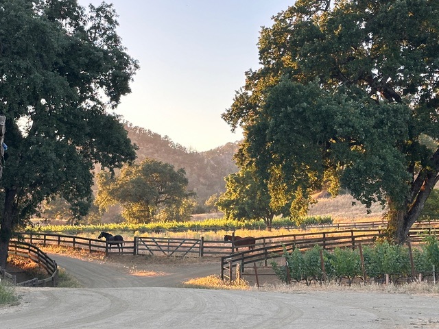 Horses in a corral near the driveway