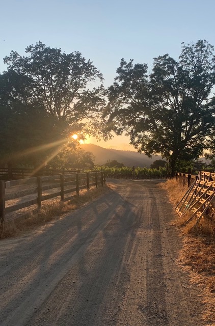 Looking down the driveway with sun in background