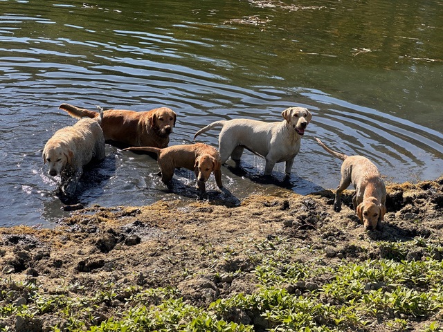 The dogs cooling off in the pond