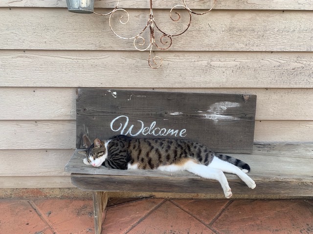 Cat resting on a bench under the Welcome sign