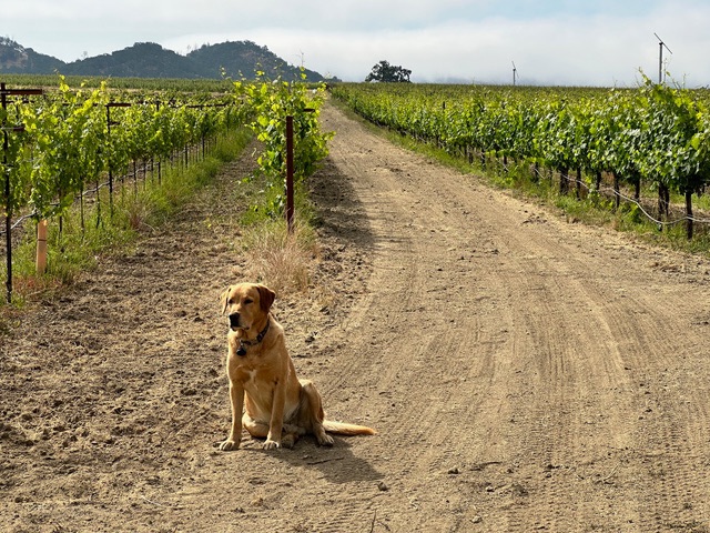 A dog watching over the vineyard