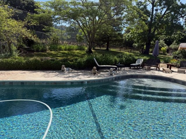 Side of pool with the three dogs lounging