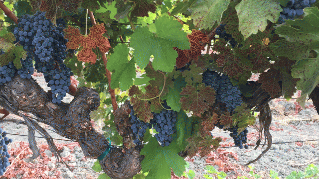 Red grapes on the vine just before harvest