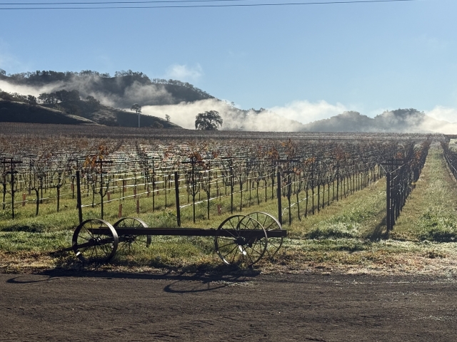 Vineyard in Winter with fog in the hills