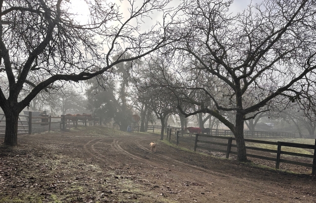 Winter view with horses in corral