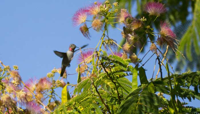 Hummingbird flying in front of a flower