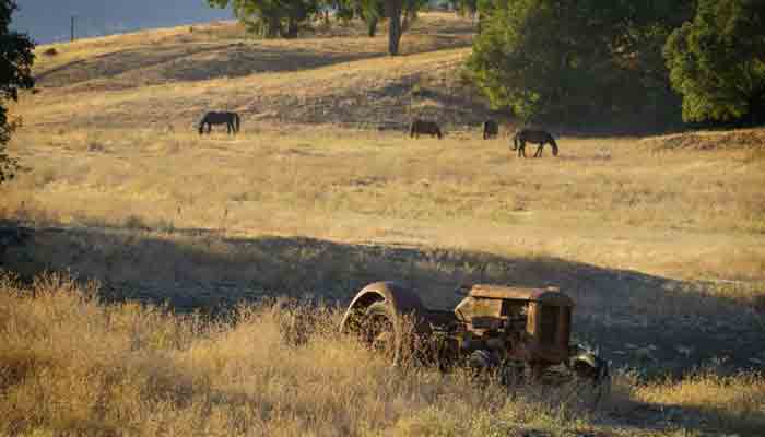 A old tractor setting in the field where horses are grazing