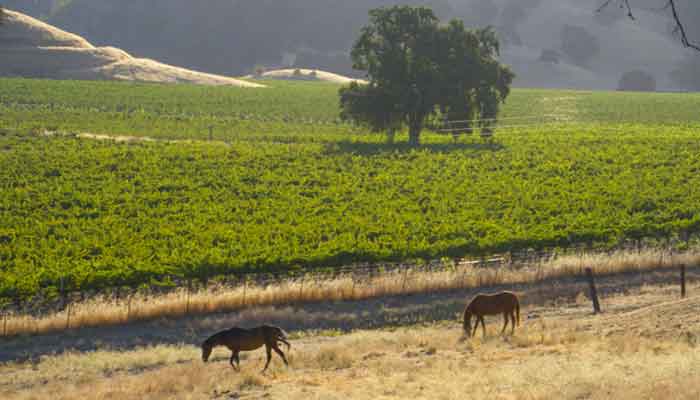A vineyard with horses in front